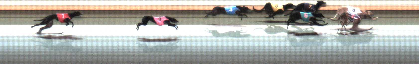 Photo finish for Warrnambool Race 10