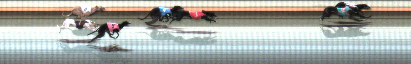 Photo finish for Warrnambool Race 8