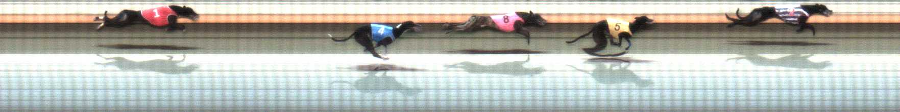 Photo finish for Warrnambool Race 9