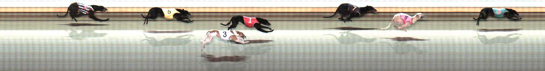 Photo finish for Warrnambool Race 9
