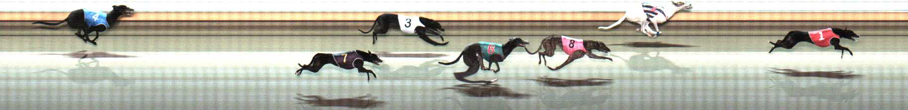 Photo finish for Warrnambool Race 8