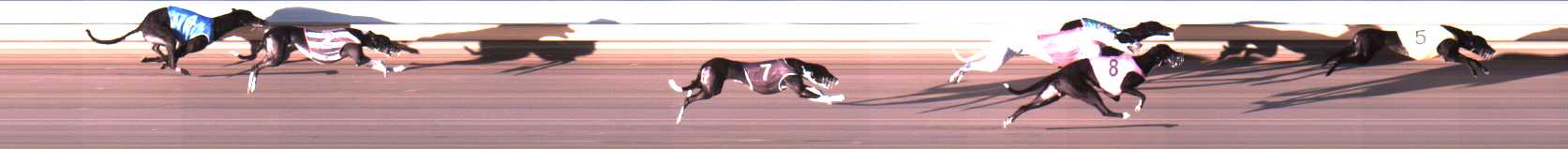 Photo finish for Warrnambool Race 8