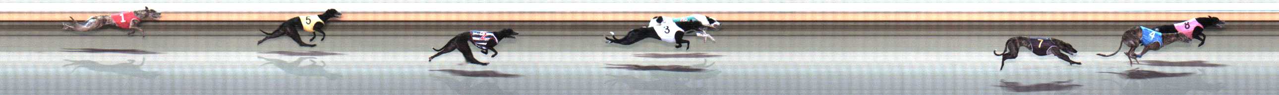 Photo finish for Warrnambool Race 11