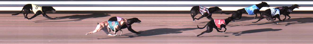 Photo finish for Warrnambool Race 1