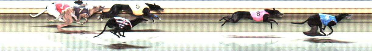 Photo finish for Warrnambool Race 8