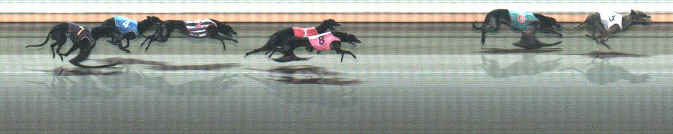 Photo finish for Warrnambool Race 8