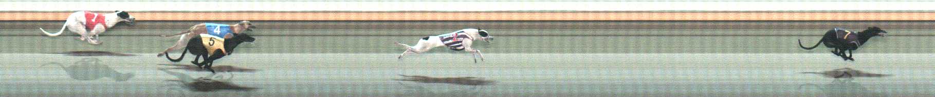 Photo finish for Warrnambool Race 9