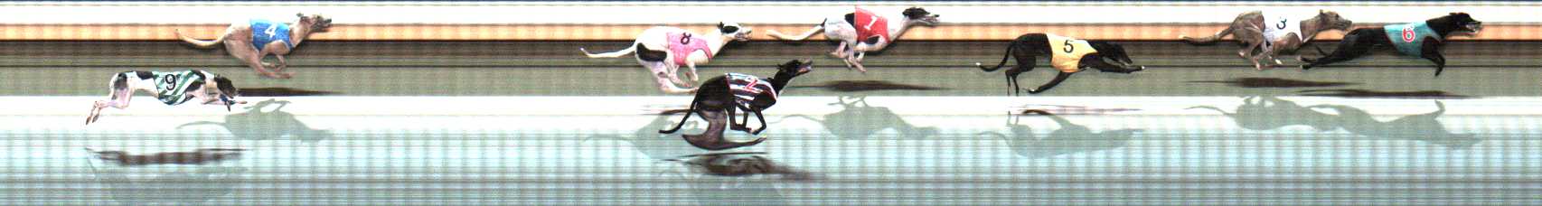 Photo finish for Warrnambool Race 7