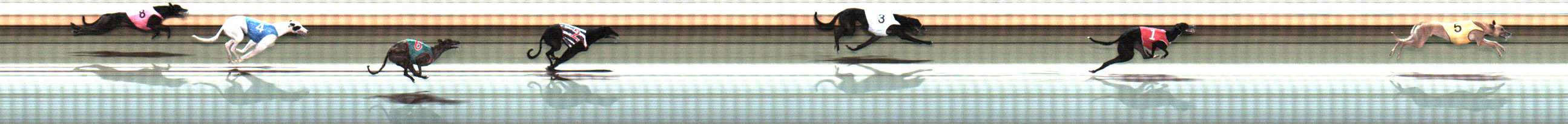 Photo finish for Warrnambool Race 11