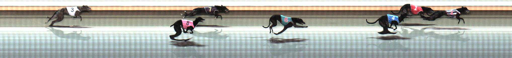 Photo finish for Warrnambool Race 8