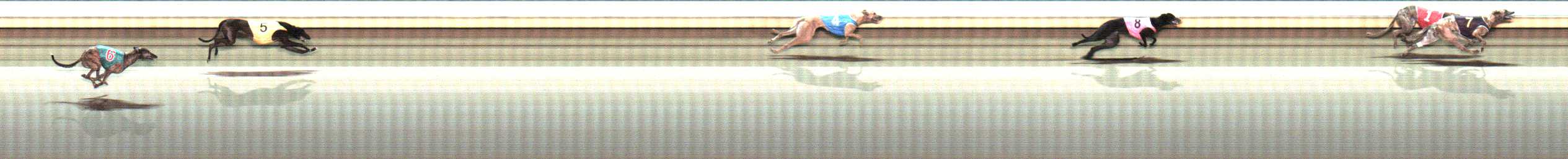 Photo finish for Warrnambool Race 12