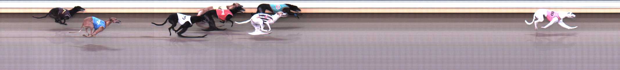 Photo finish for Warrnambool Race 8