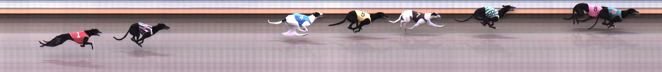 Photo finish for Warrnambool Race 5