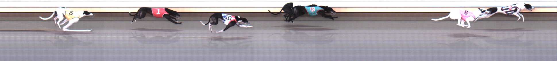 Photo finish for Warrnambool Race 8