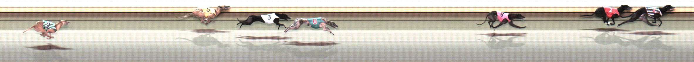 Photo finish for Warrnambool Race 11