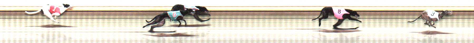 Photo finish for Warrnambool Race 8