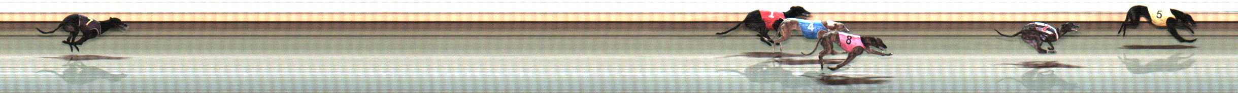 Photo finish for Warrnambool Race 11