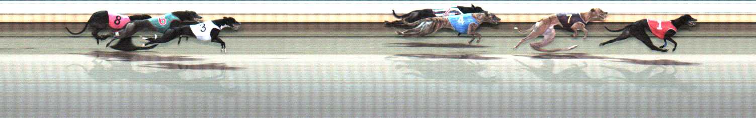 Photo finish for Warrnambool Race 8