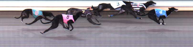 Photo finish for Warrnambool Race 8