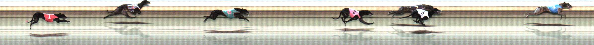 Photo finish for Warrnambool Race 11