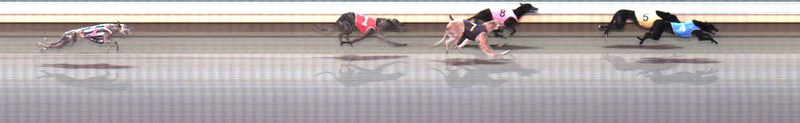 Photo finish for Warrnambool Race 9