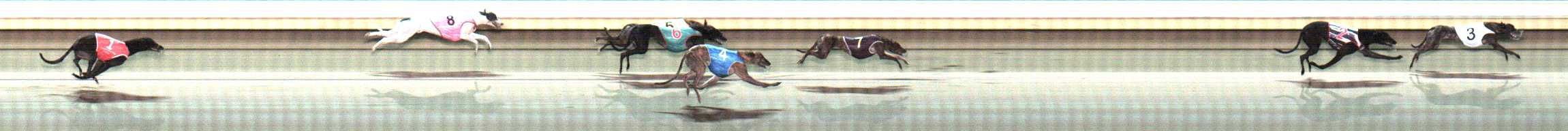Photo finish for Warrnambool Race 11