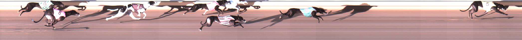 Photo finish for Warrnambool Race 6