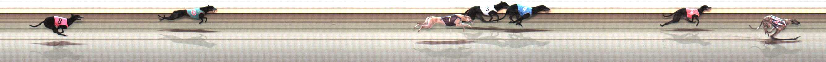 Photo finish for Warrnambool Race 10