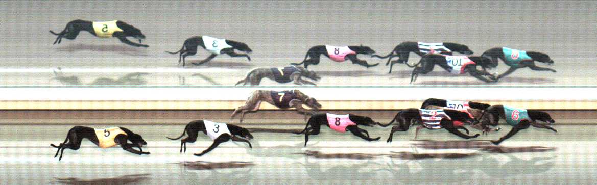 Photo finish for Warrnambool Race 12