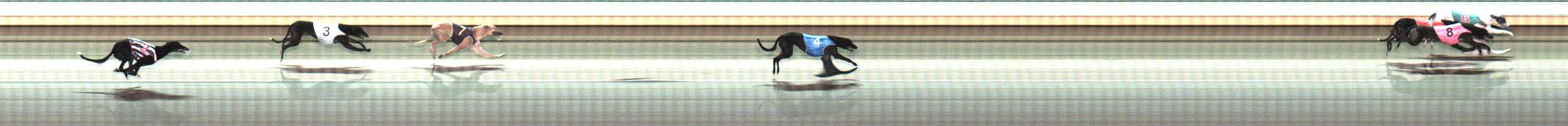 Photo finish for Warrnambool Race 12