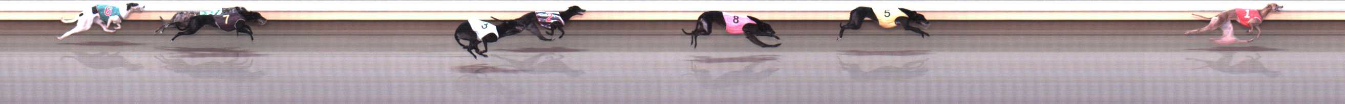 Photo finish for Warrnambool Race 8