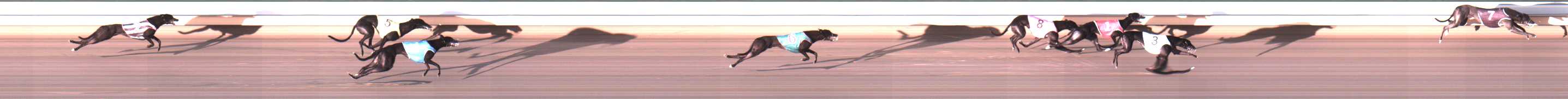 Photo finish for Warrnambool Race 5