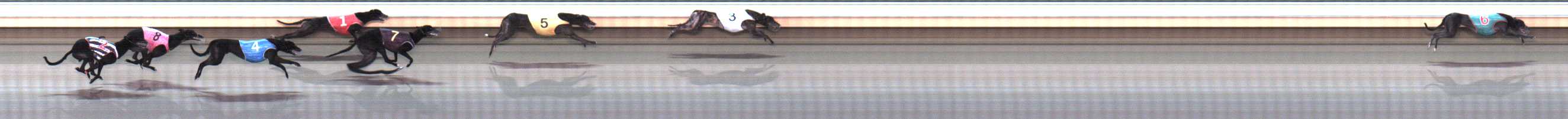 Photo finish for Warrnambool Race 8