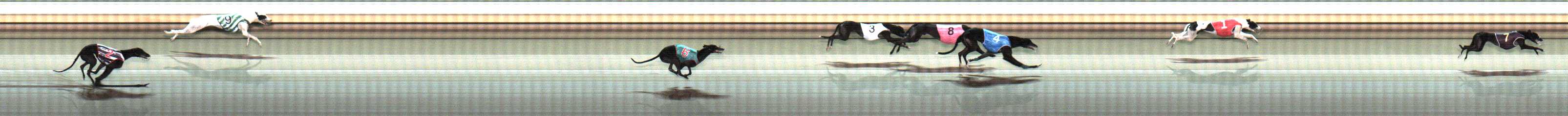Photo finish for Warrnambool Race 8