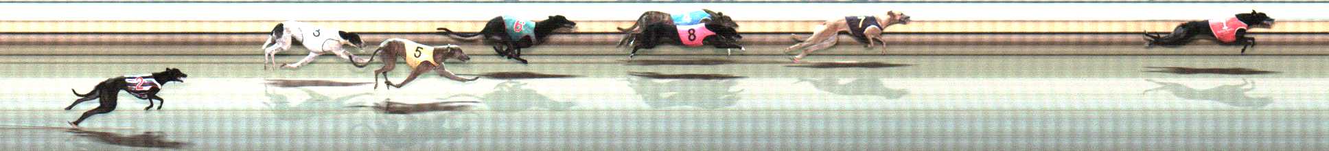 Photo finish for Warrnambool Race 12