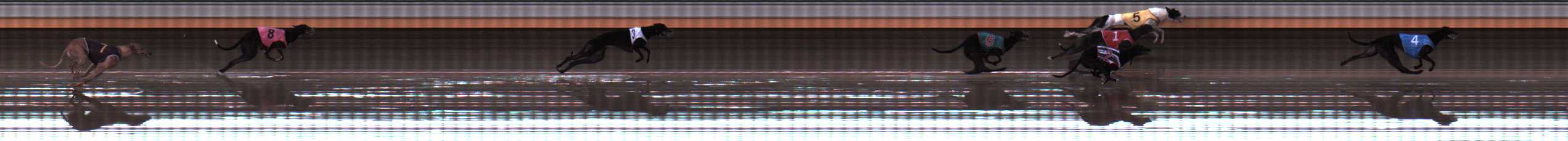 Photo finish for Warrnambool Race 2