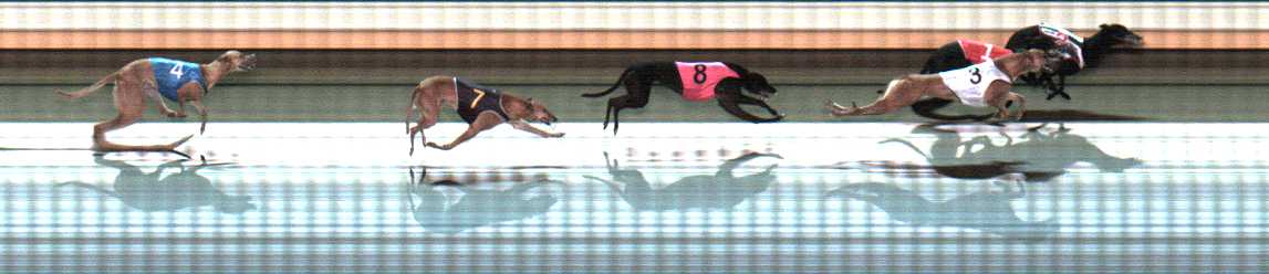 Photo finish for Warrnambool Race 8