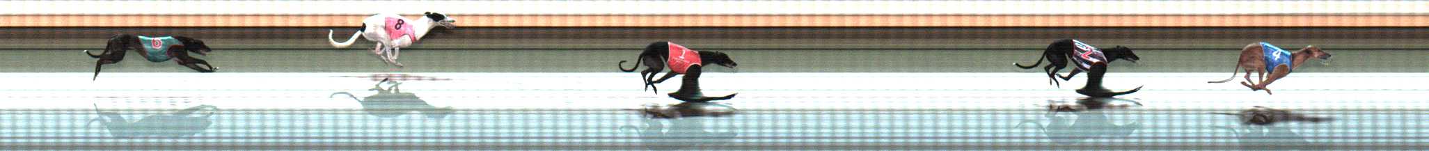 Photo finish for Warrnambool Race 9