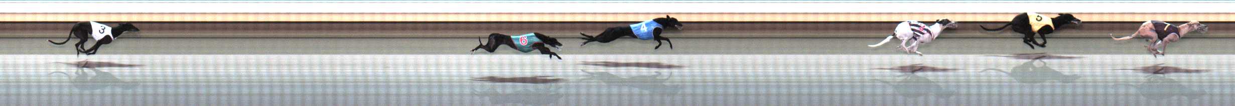 Photo finish for Warrnambool Race 5