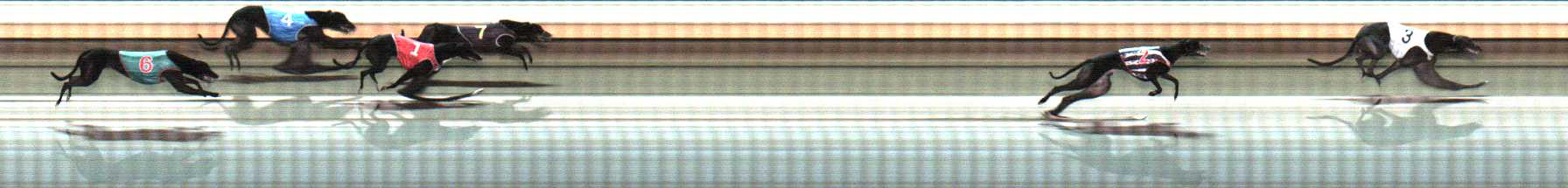 Photo finish for Warrnambool Race 8