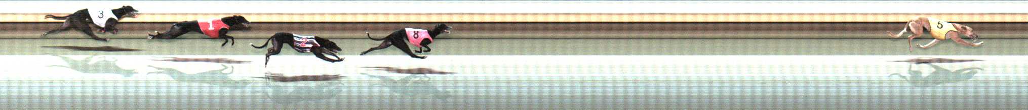 Photo finish for Warrnambool Race 12