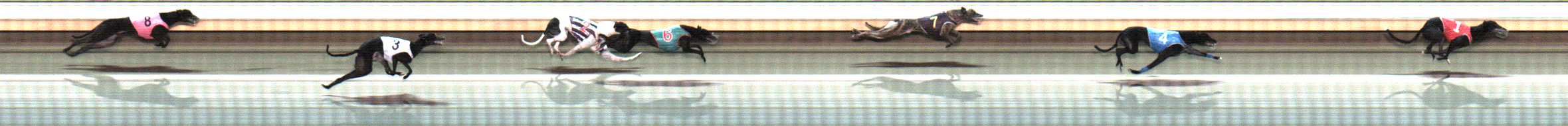 Photo finish for Warrnambool Race 8