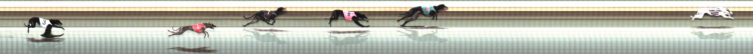Photo finish for Warrnambool Race 10