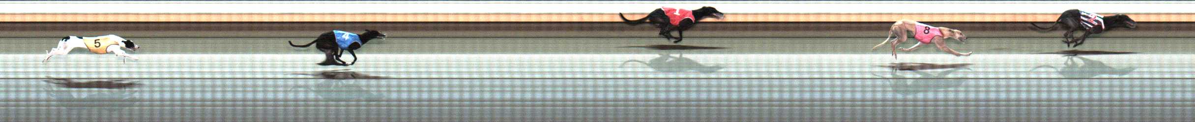 Photo finish for Warrnambool Race 10