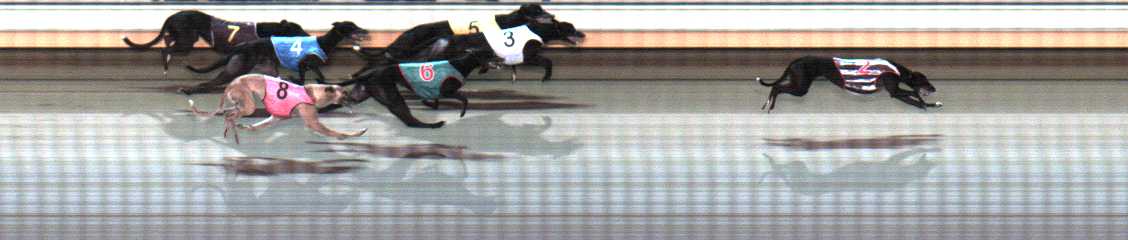 Photo finish for Warrnambool Race 8