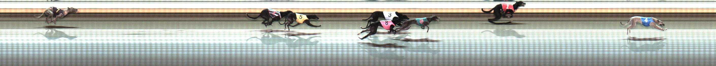 Photo finish for Warrnambool Race 9