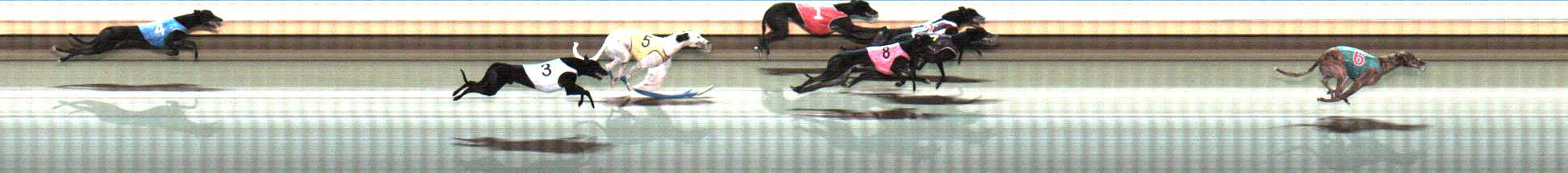 Photo finish for Warrnambool Race 9