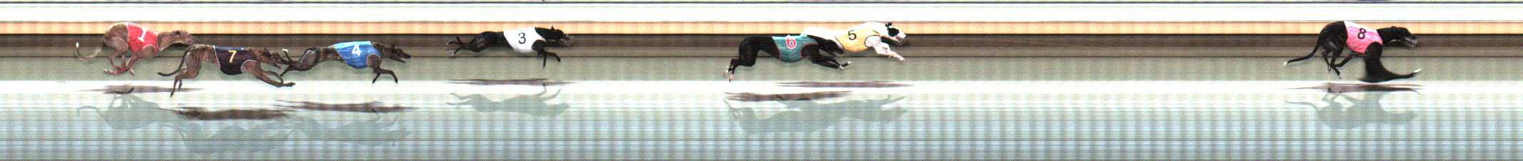 Photo finish for Warrnambool Race 8