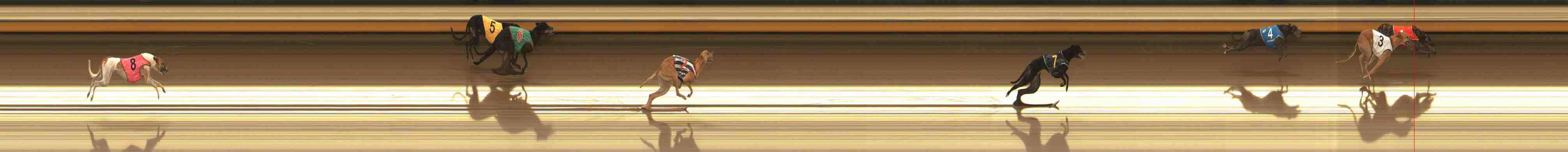 Photo finish for Warrnambool Race 8