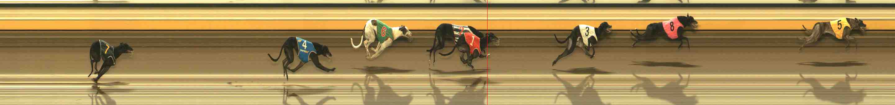 Photo finish for Warrnambool Race 8